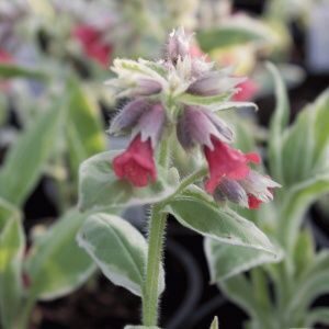 Pulmonaria David Ward JAUNUMS 2025